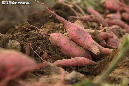 吃瓜水稻,农业创新与绿色生活的完美结合