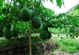 吊瓜根可以吃吗