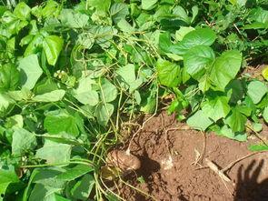 野生土瓜怎么吃,探索自然美味的新境界