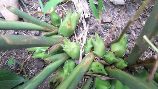 野生土瓜怎么吃,探索自然美味的新境界