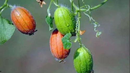 王瓜根怎样吃,王瓜根的多样食用方法探索