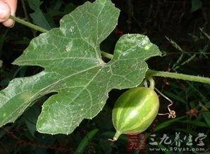 王瓜根怎样吃,王瓜根的多样食用方法探索