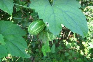 王瓜根怎样吃,王瓜根的多样食用方法探索