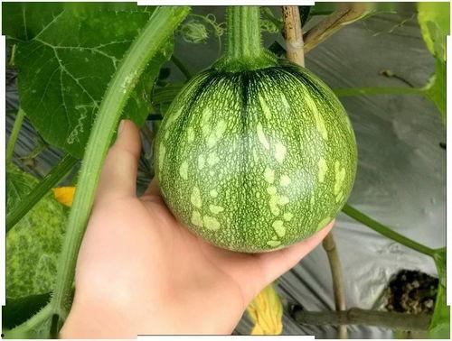 江苏经贸吃瓜详情,揭秘校园内幕风波