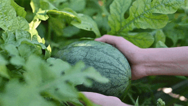 吃瓜免票,揭秘娱乐圈幕后真相