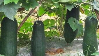 吃瓜说粮价,揭秘粮食市场背后的秘密与趋势