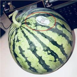 情侣网红吃瓜,揭秘娱乐圈幕后故事