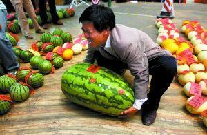 满城未央吃瓜比赛,吃瓜比赛一触即发