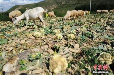 吃蜜瓜喂羊视频