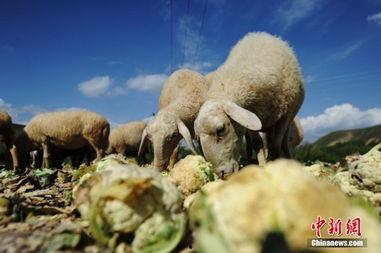 吃蜜瓜喂羊视频