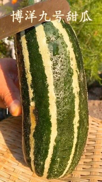你吃的是什么瓜,尽在这瓜果飘香