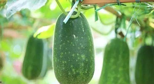 你吃的是什么瓜,尽在这瓜果飘香